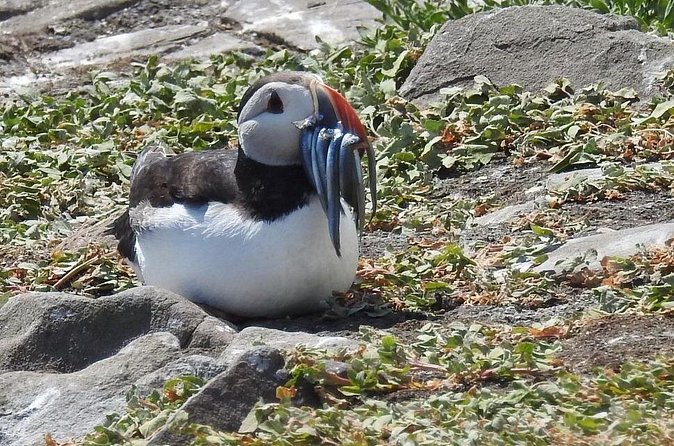 Seabird & Seal Farne Islands Cruise. 1.5 hours long. Departing from Seahouses. - Longstone Lighthouse and Grace Darling’s rescue route