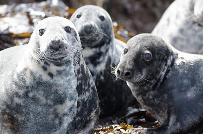 Seabird & Seal Farne Islands Cruise. 1.5 hours long. Departing from Seahouses. - Puffins in season: May to July expectations
