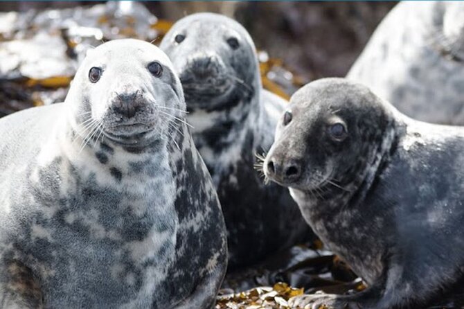 Seabird & Seal Farne Islands Cruise. 1.5 hours long. Departing from Seahouses. - Boat comfort, movement, and spotting wildlife efficiently