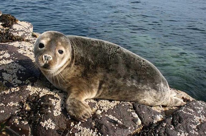 Seabird & Seal Farne Islands Cruise. 1.5 hours long. Departing from Seahouses. - Price and value: what about $27.42 really buys you