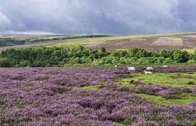 Steam Trains, Whitby, and the North York Moors Full-Day Tour from York - North Yorkshire Moors Railway: The Steam Ride That Makes the Day
