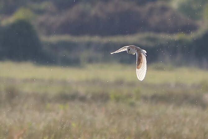 Sussex Birdwatching Private Guided Day Tour - Key highlights worth getting excited about