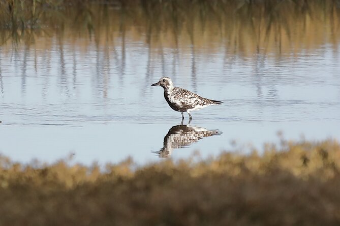Sussex Birdwatching Private Guided Day Tour - Burpham downland: birds of prey and farmland species for the last 3 hours