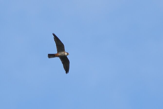 Sussex Birdwatching Private Guided Day Tour - What the guide actually brings to the day