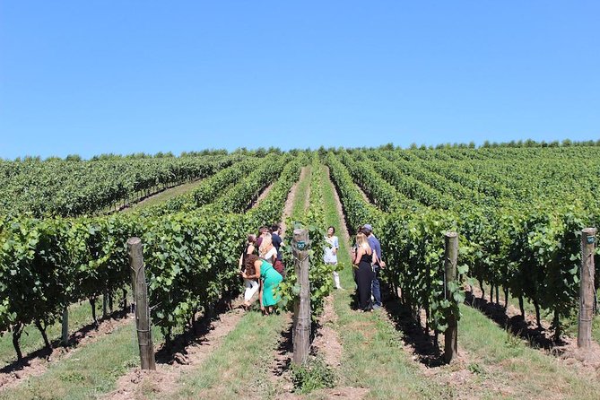 Sussex Vineyard & Winery Bus Tour on Iconic Vintage London Bus - Price and value: what $201.20 actually covers