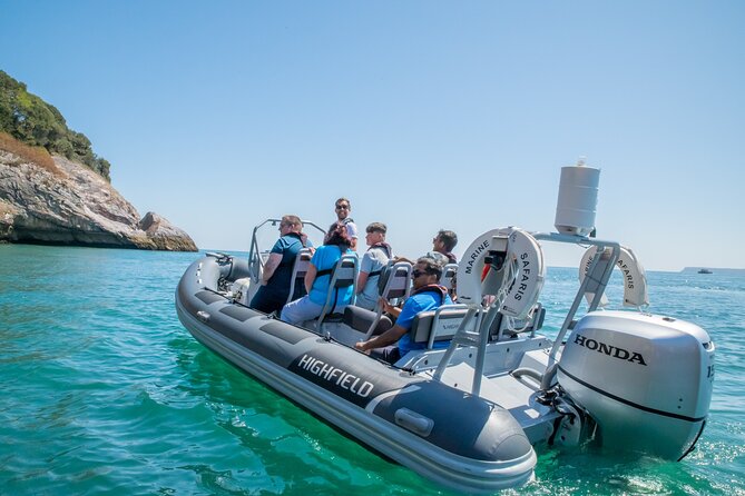 Torquay Coastal RIB Seafari - RIB Seafari Basics: what the ride is really like