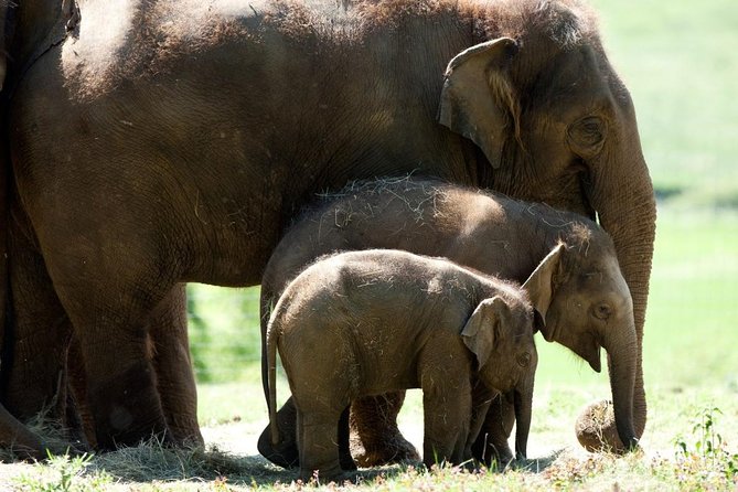 Whipsnade Zoo Entry Ticket - Key points to know before you go