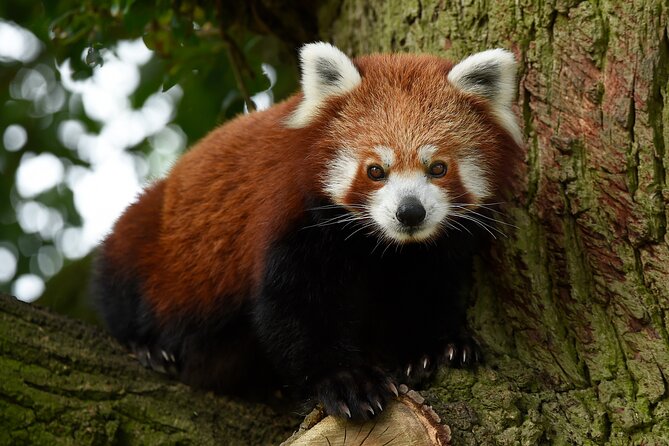 Whipsnade Zoo Entry Ticket - Your best self-guided itinerary: outside animals, then indoor stops