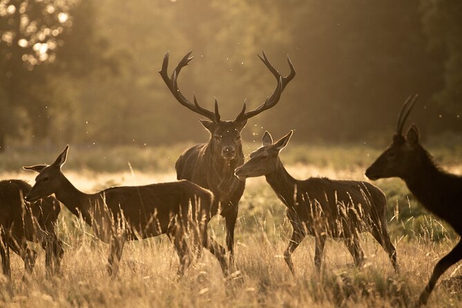 Wildlife Photography Workshop in Richmond Park in London - Key Things That Make This Workshop Worth Your Time