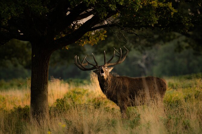Wildlife Photography Workshop in Richmond Park in London - What the Guide Teaches You: More Than Camera Settings