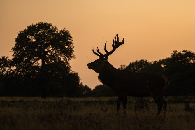 Wildlife Photography Workshop in Richmond Park in London - Stop Inside Richmond Park: Deer, Backgrounds, and Real Shooting Opportunities