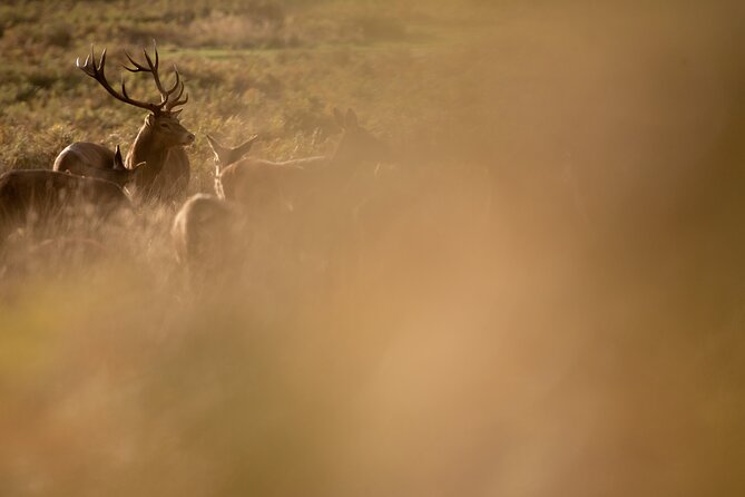 Wildlife Photography Workshop in Richmond Park in London - The Hands-On Lesson Style: How You Learn Faster in a Small Group