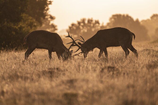 Wildlife Photography Workshop in Richmond Park in London - Photography Tips You Can Apply Immediately