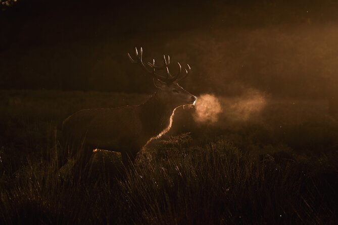 Wildlife Photography Workshop in Richmond Park in London - Price and Value: What You Pay for, and What You Actually Get