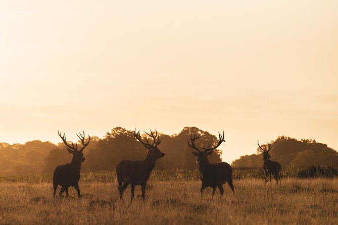 Wildlife Photography Workshop in Richmond Park in London - A Realistic Consideration: Plan Your Exit From the Park