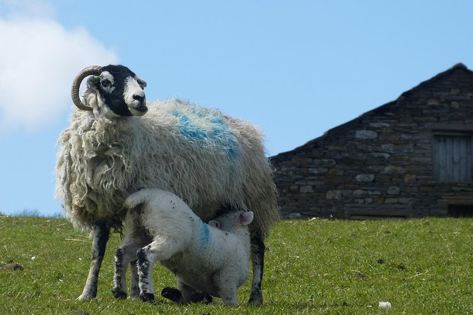 Yorkshire Dales Day Trip from York - Kettlewell and Calendar Girls country, with room to breathe