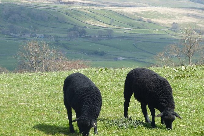 Yorkshire Dales Day Trip from York - Price and value: what $81.80 buys you in the real world