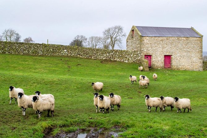 Yorkshire Dales Tour from York - Aysgarth Falls: quick hands-on waterfall time